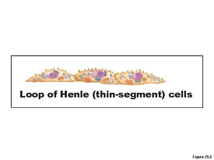 Loop of Henle (thin-segment) cells Figure 25. 5 