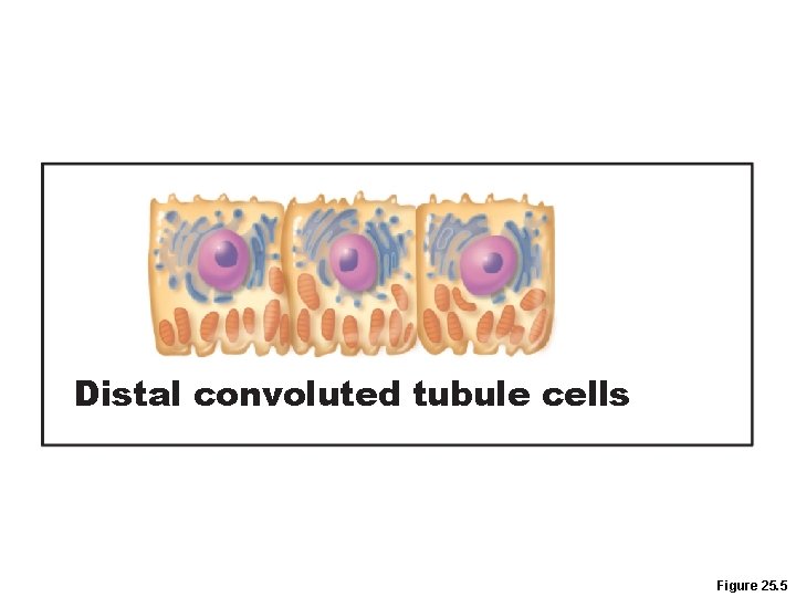 Distal convoluted tubule cells Figure 25. 5 