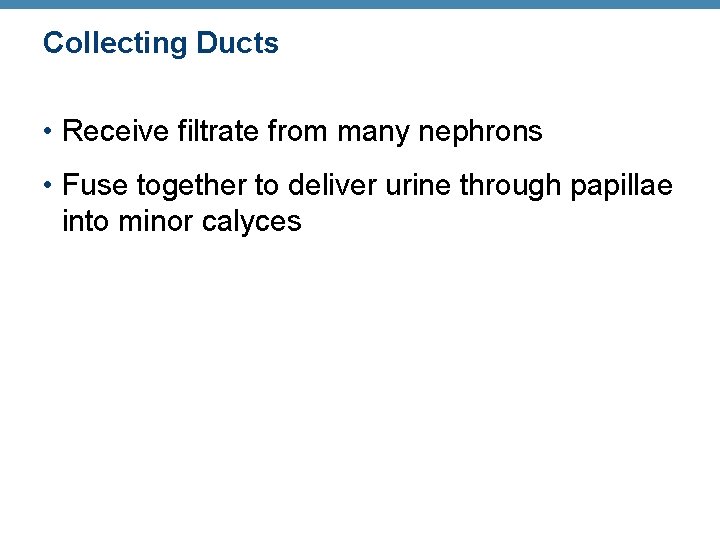 Collecting Ducts • Receive filtrate from many nephrons • Fuse together to deliver urine