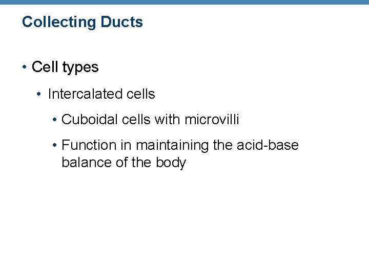 Collecting Ducts • Cell types • Intercalated cells • Cuboidal cells with microvilli •
