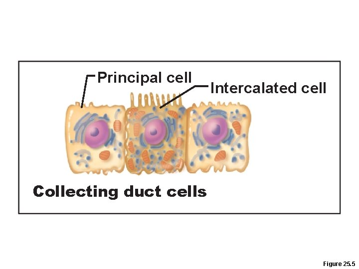 Principal cell Intercalated cell Collecting duct cells Figure 25. 5 