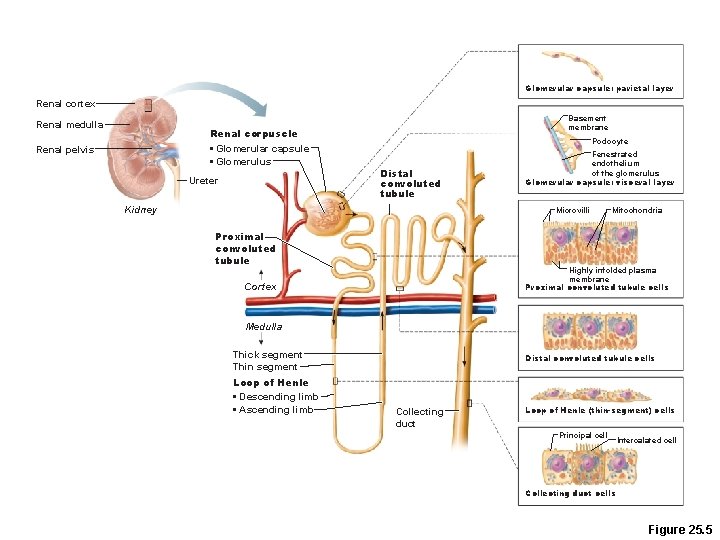 Glomerular capsule: parietal layer Renal cortex Renal medulla Basement membrane Renal corpuscle • Glomerular