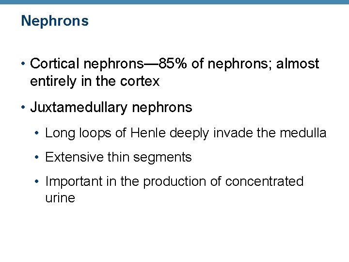 Nephrons • Cortical nephrons— 85% of nephrons; almost entirely in the cortex • Juxtamedullary