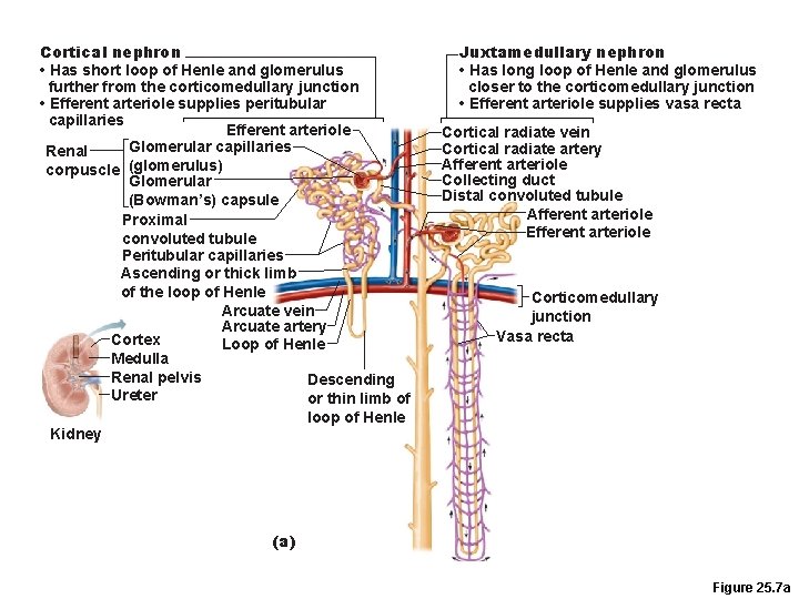 Cortical nephron • Has short loop of Henle and glomerulus further from the corticomedullary