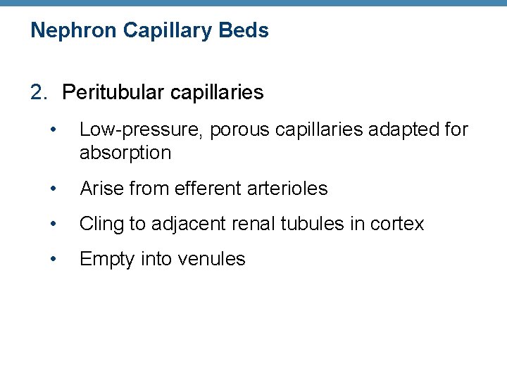 Nephron Capillary Beds 2. Peritubular capillaries • Low-pressure, porous capillaries adapted for absorption •