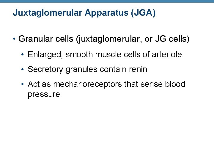 Juxtaglomerular Apparatus (JGA) • Granular cells (juxtaglomerular, or JG cells) • Enlarged, smooth muscle