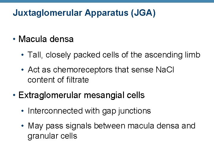 Juxtaglomerular Apparatus (JGA) • Macula densa • Tall, closely packed cells of the ascending