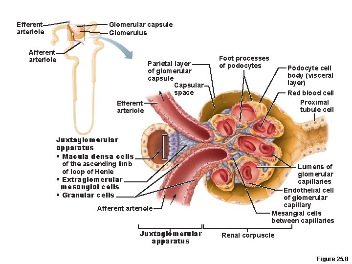 Efferent arteriole Glomerular capsule Glomerulus Afferent arteriole Parietal layer of glomerular capsule Capsular space