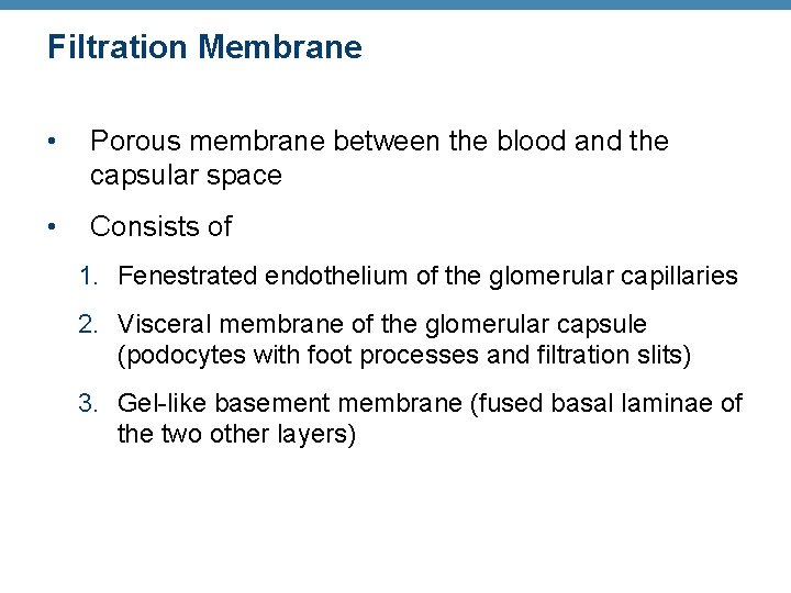 Filtration Membrane • Porous membrane between the blood and the capsular space • Consists