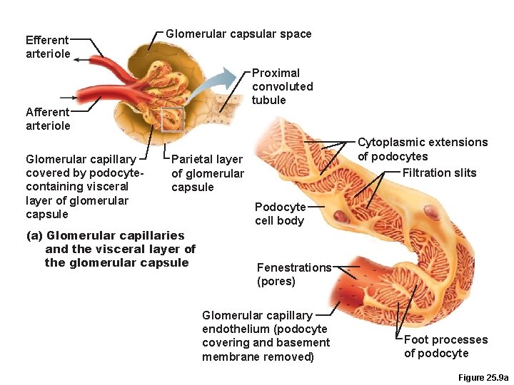 Efferent arteriole Glomerular capsular space Proximal convoluted tubule Afferent arteriole Glomerular capillary covered by
