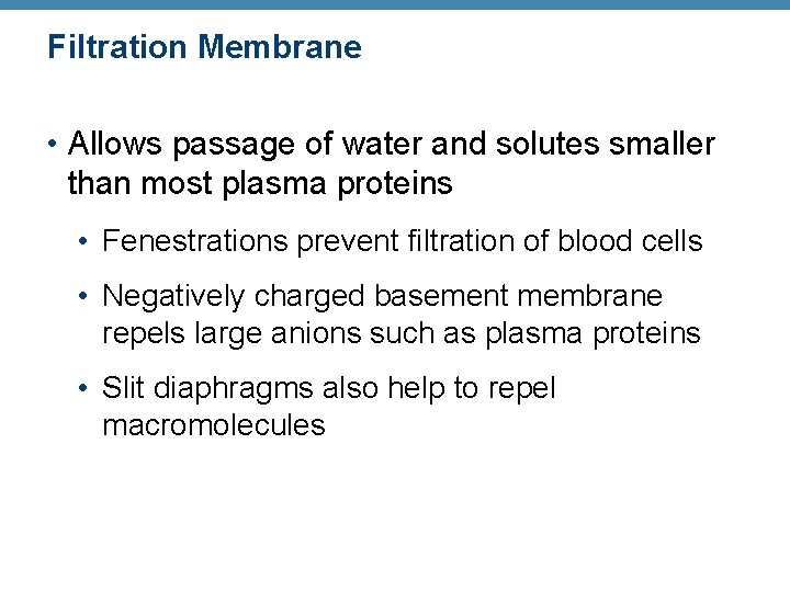 Filtration Membrane • Allows passage of water and solutes smaller than most plasma proteins