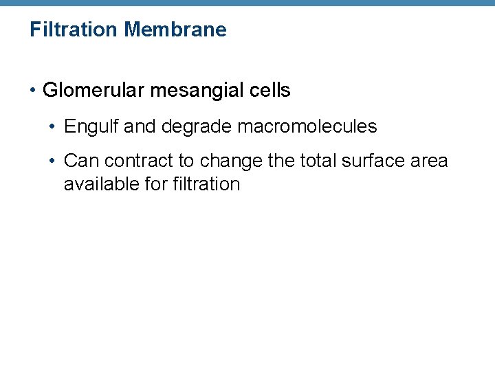 Filtration Membrane • Glomerular mesangial cells • Engulf and degrade macromolecules • Can contract