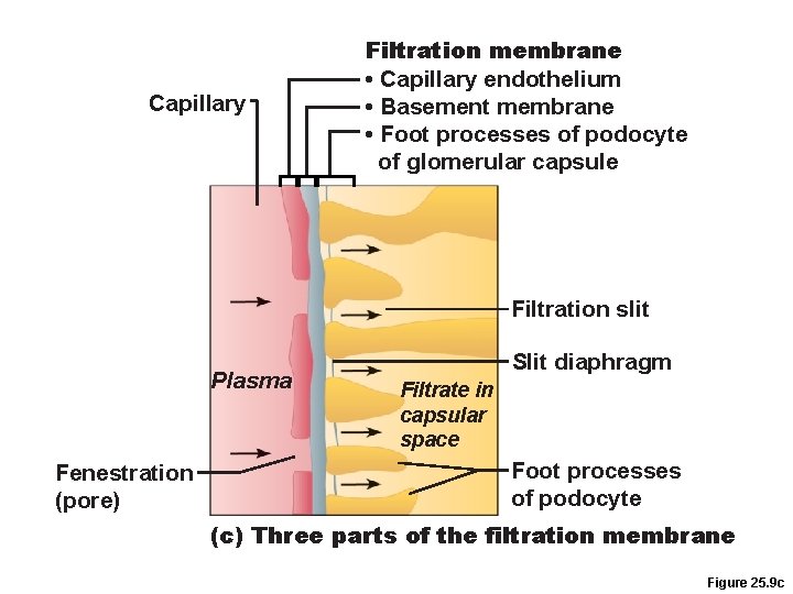 Capillary Filtration membrane • Capillary endothelium • Basement membrane • Foot processes of podocyte