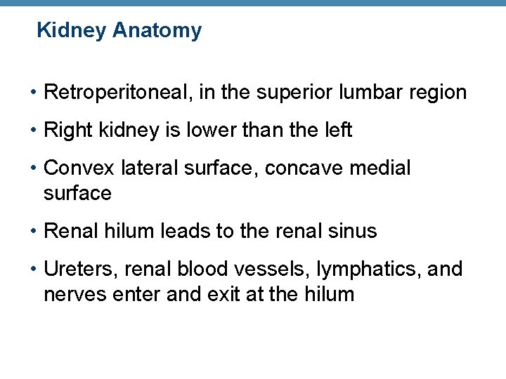 Kidney Anatomy • Retroperitoneal, in the superior lumbar region • Right kidney is lower