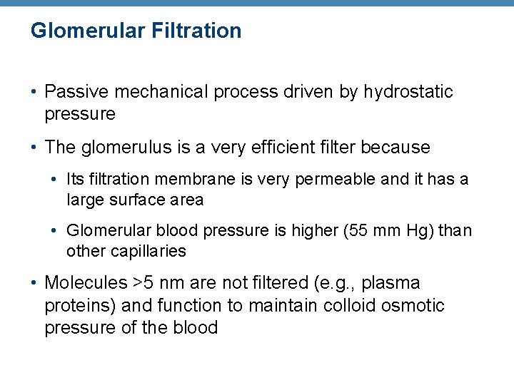 Glomerular Filtration • Passive mechanical process driven by hydrostatic pressure • The glomerulus is