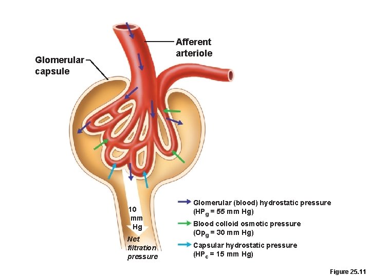 Afferent arteriole Glomerular capsule 10 mm Hg Net filtration pressure Glomerular (blood) hydrostatic pressure