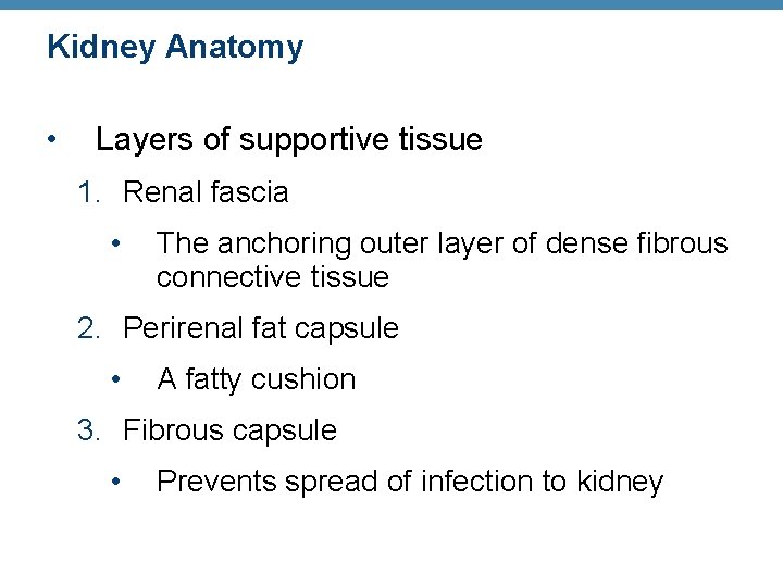 Kidney Anatomy • Layers of supportive tissue 1. Renal fascia • The anchoring outer