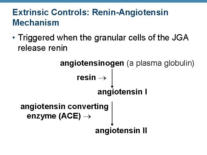 Extrinsic Controls: Renin-Angiotensin Mechanism • Triggered when the granular cells of the JGA release