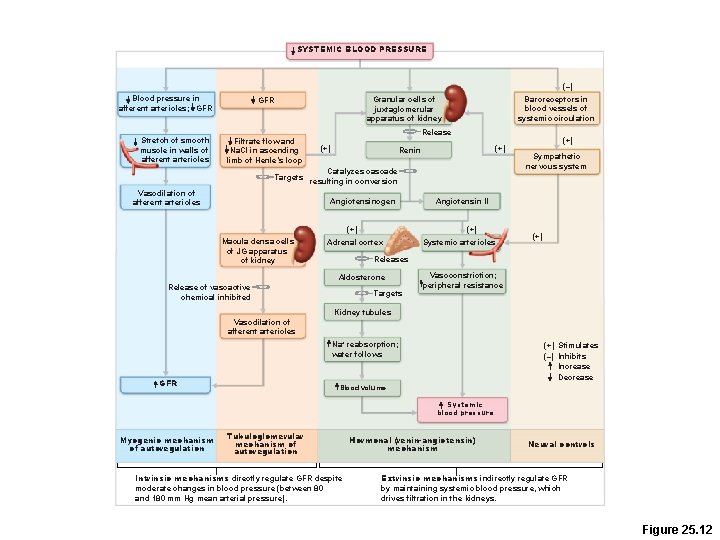 SYSTEMIC BLOOD PRESSURE (–) Blood pressure in afferent arterioles; GFR Stretch of smooth muscle