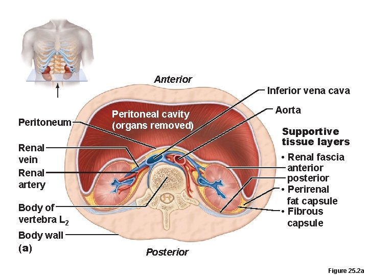 Anterior Inferior vena cava Peritoneum Peritoneal cavity (organs removed) Renal vein Renal artery Supportive