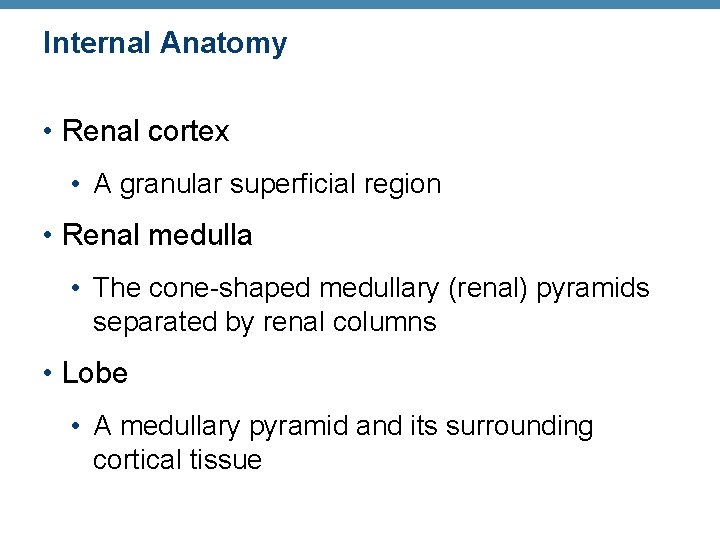 Internal Anatomy • Renal cortex • A granular superficial region • Renal medulla •
