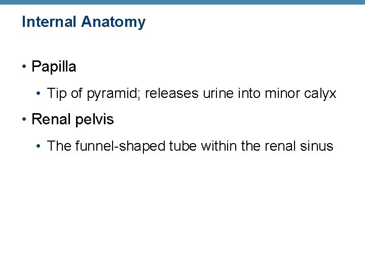 Internal Anatomy • Papilla • Tip of pyramid; releases urine into minor calyx •