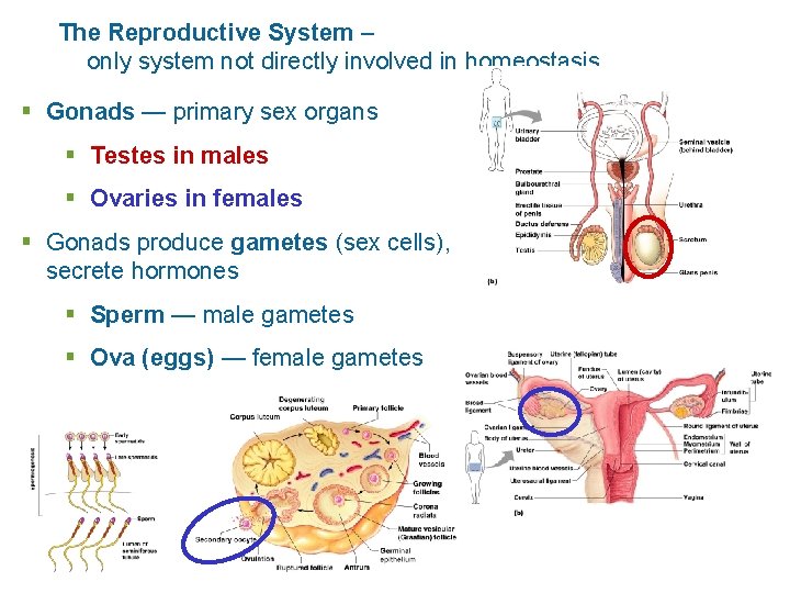 The Reproductive System – only system not directly involved in homeostasis § Gonads —