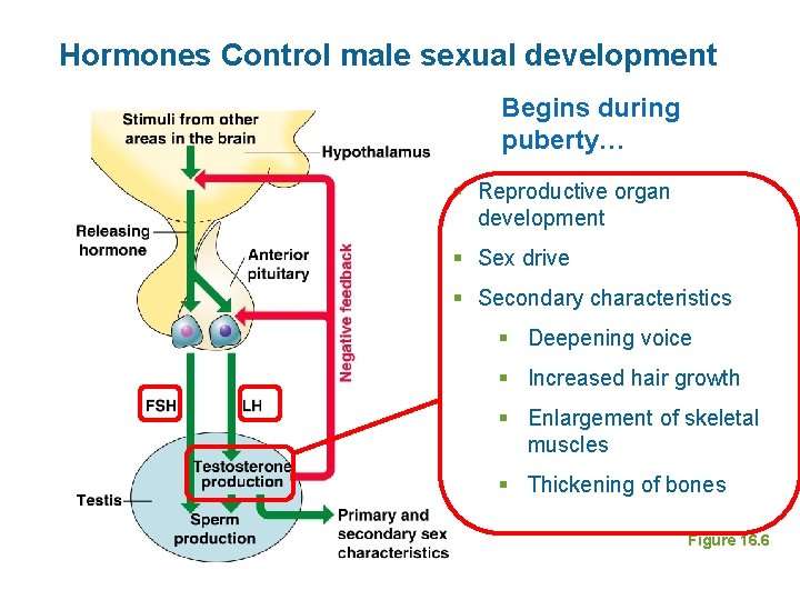 Hormones Control male sexual development Begins during puberty… § Reproductive organ development § Sex