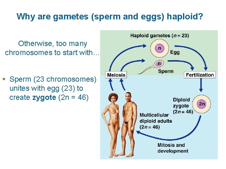 Why are gametes (sperm and eggs) haploid? Otherwise, too many chromosomes to start with…