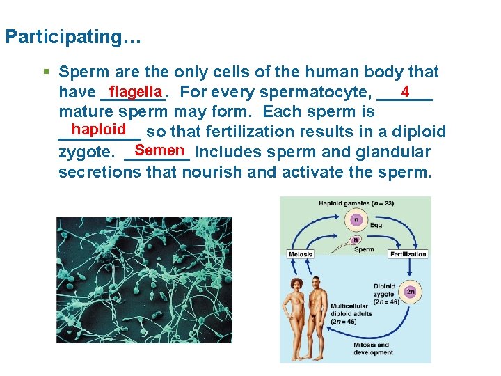 Participating… § Sperm are the only cells of the human body that flagella For