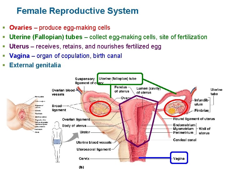 Female Reproductive System § § § Ovaries – produce egg-making cells Uterine (Fallopian) tubes