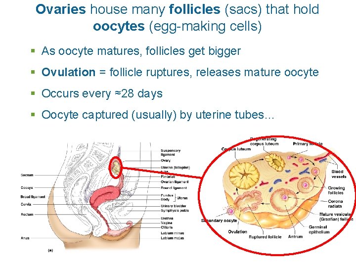 Ovaries house many follicles (sacs) that hold oocytes (egg-making cells) § As oocyte matures,