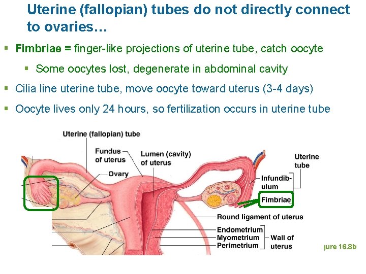 Uterine (fallopian) tubes do not directly connect to ovaries… § Fimbriae = finger-like projections
