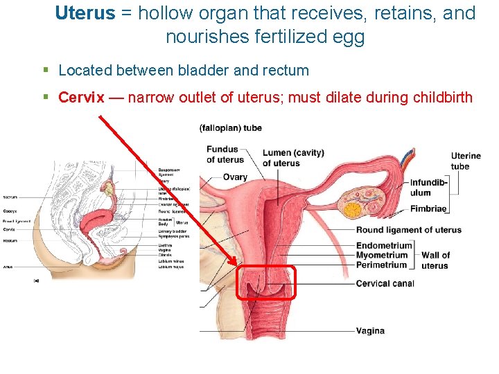 Uterus = hollow organ that receives, retains, and nourishes fertilized egg § Located between