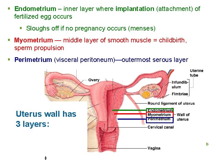 § Endometrium – inner layer where implantation (attachment) of fertilized egg occurs § Sloughs