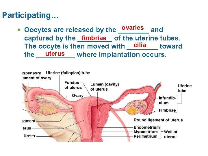 Participating… ovaries and § Oocytes are released by the ____ fimbriae of the uterine