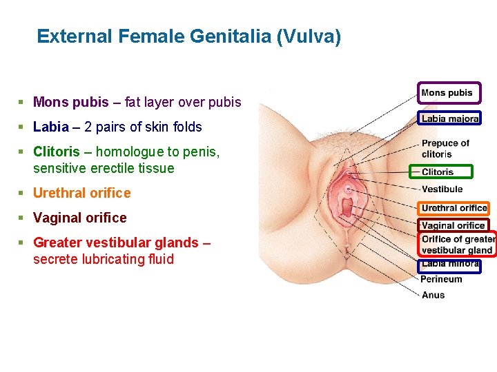 External Female Genitalia (Vulva) § Mons pubis – fat layer over pubis § Labia