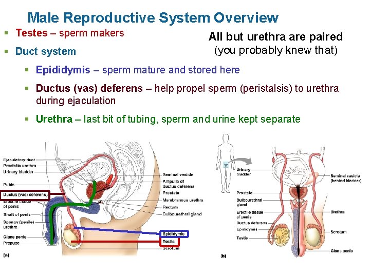 Male Reproductive System Overview § Testes – sperm makers § Duct system All but