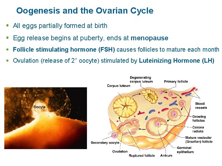 Oogenesis and the Ovarian Cycle § All eggs partially formed at birth § Egg