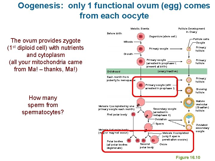 Oogenesis: only 1 functional ovum (egg) comes from each oocyte Meiotic Events Before birth