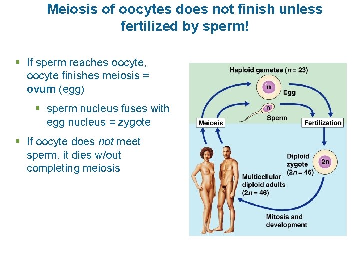 Meiosis of oocytes does not finish unless fertilized by sperm! § If sperm reaches