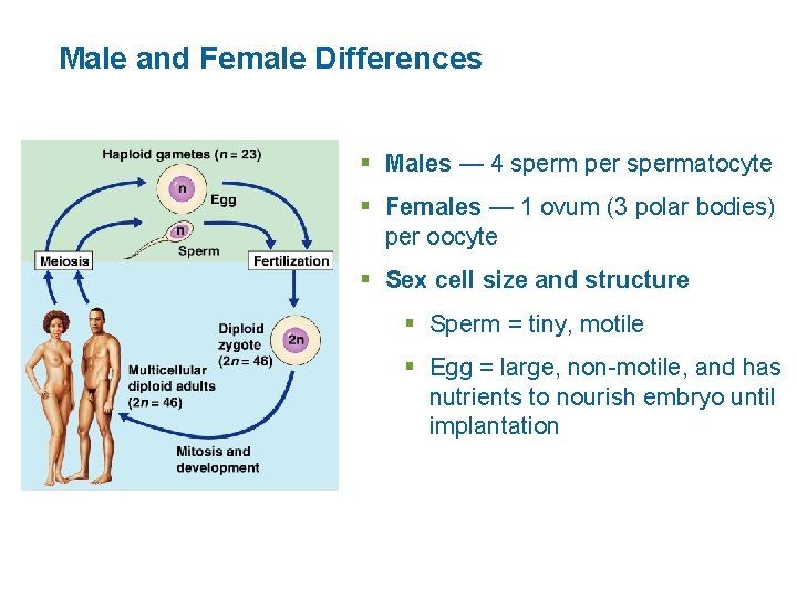 Male and Female Differences § Males — 4 sperm per spermatocyte § Females —