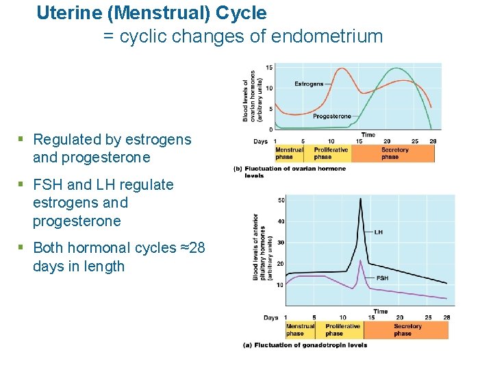 Uterine (Menstrual) Cycle = cyclic changes of endometrium § Regulated by estrogens and progesterone