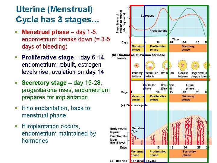 Uterine (Menstrual) Cycle has 3 stages… § Menstrual phase – day 1 -5, endometrium