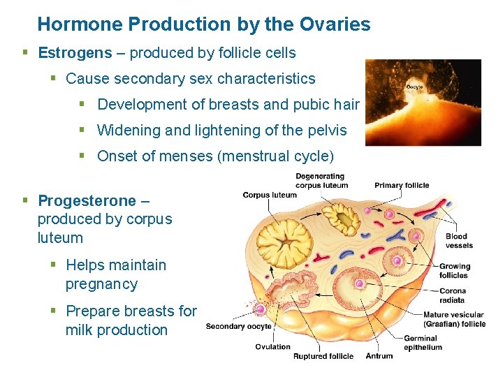 Hormone Production by the Ovaries § Estrogens – produced by follicle cells § Cause