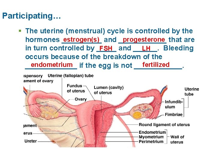 Participating… § The uterine (menstrual) cycle is controlled by the estrogen(s) and ______ progesterone
