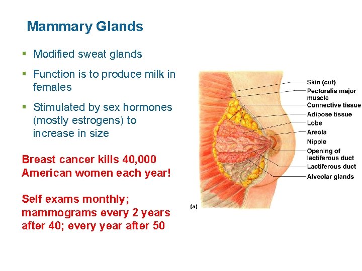 Mammary Glands § Modified sweat glands § Function is to produce milk in females