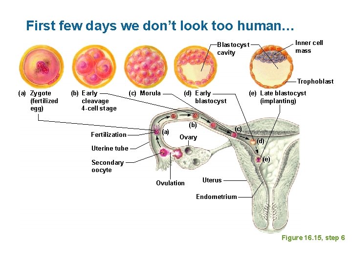 First few days we don’t look too human… Inner cell mass Blastocyst cavity Trophoblast