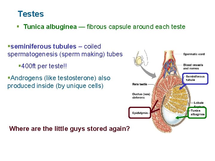 Testes § Tunica albuginea — fibrous capsule around each teste §seminiferous tubules – coiled