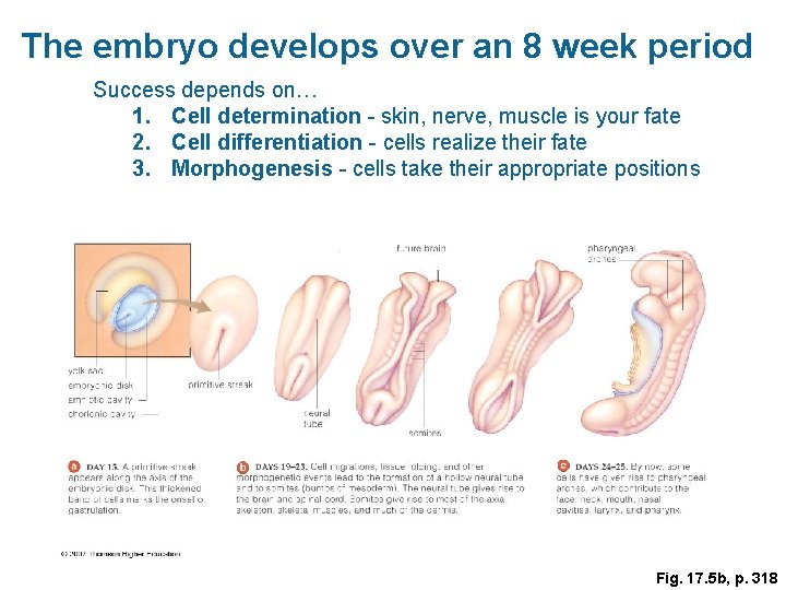 The embryo develops over an 8 week period Success depends on… 1. Cell determination